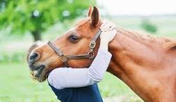 Finding Ground: Why Equine Therapy Is a Powerful Ally for Mental Health