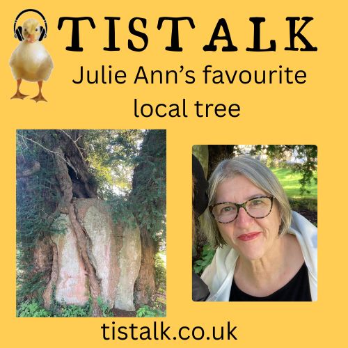 Meet Tisbury's Ancient Yew Tree