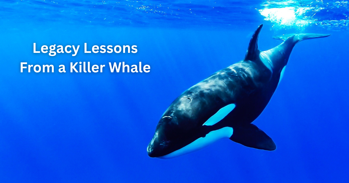 Legacy Lessons From a Killer Whale Legacy Lessons From a Killer Whale