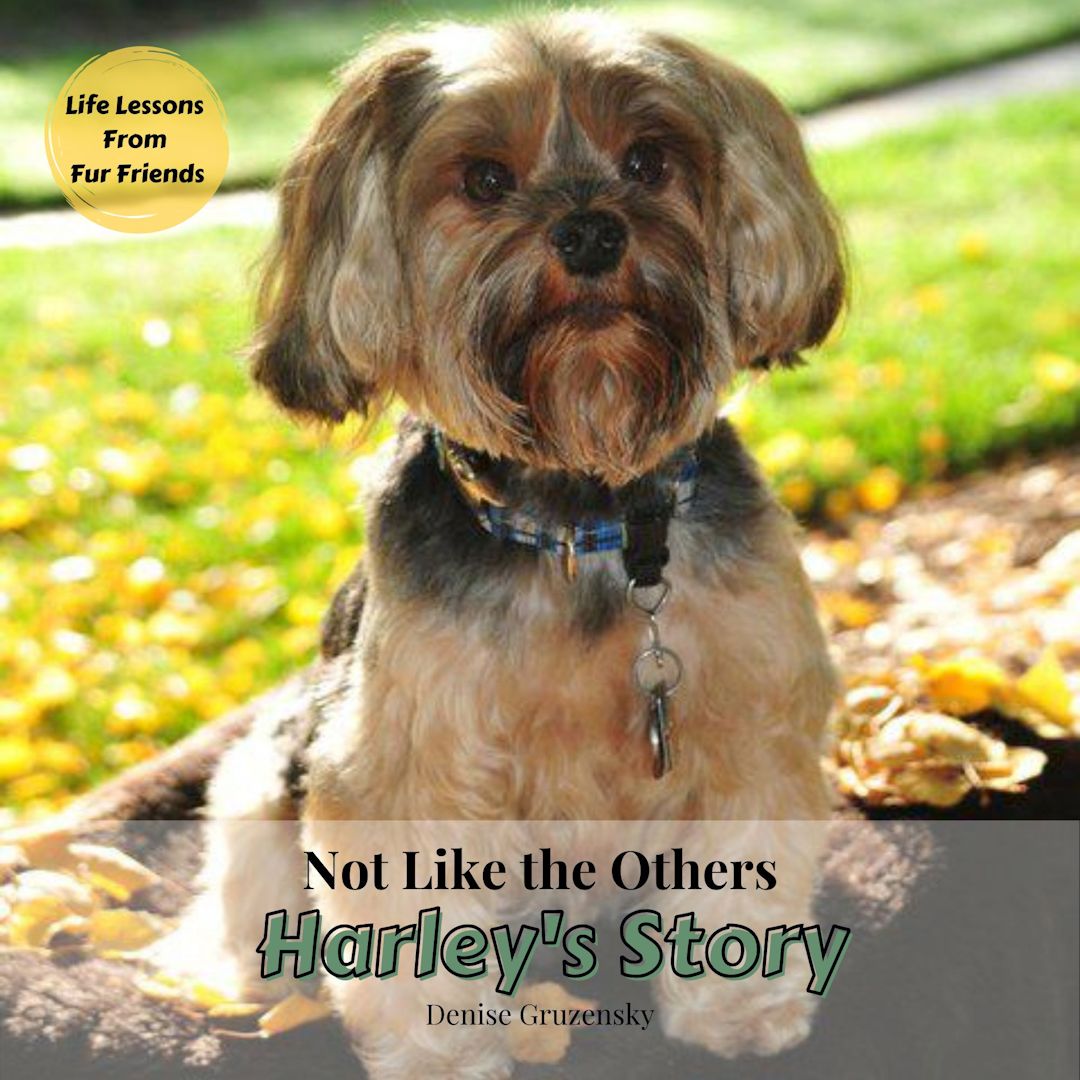 Episode 67. Unconditional Love: Rescues and Adopting Children from Difficult Places