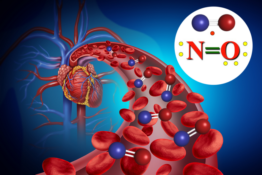 Heart disease severity may depend on nitric oxide levels Heart disease severity may depend on nitric oxide levels