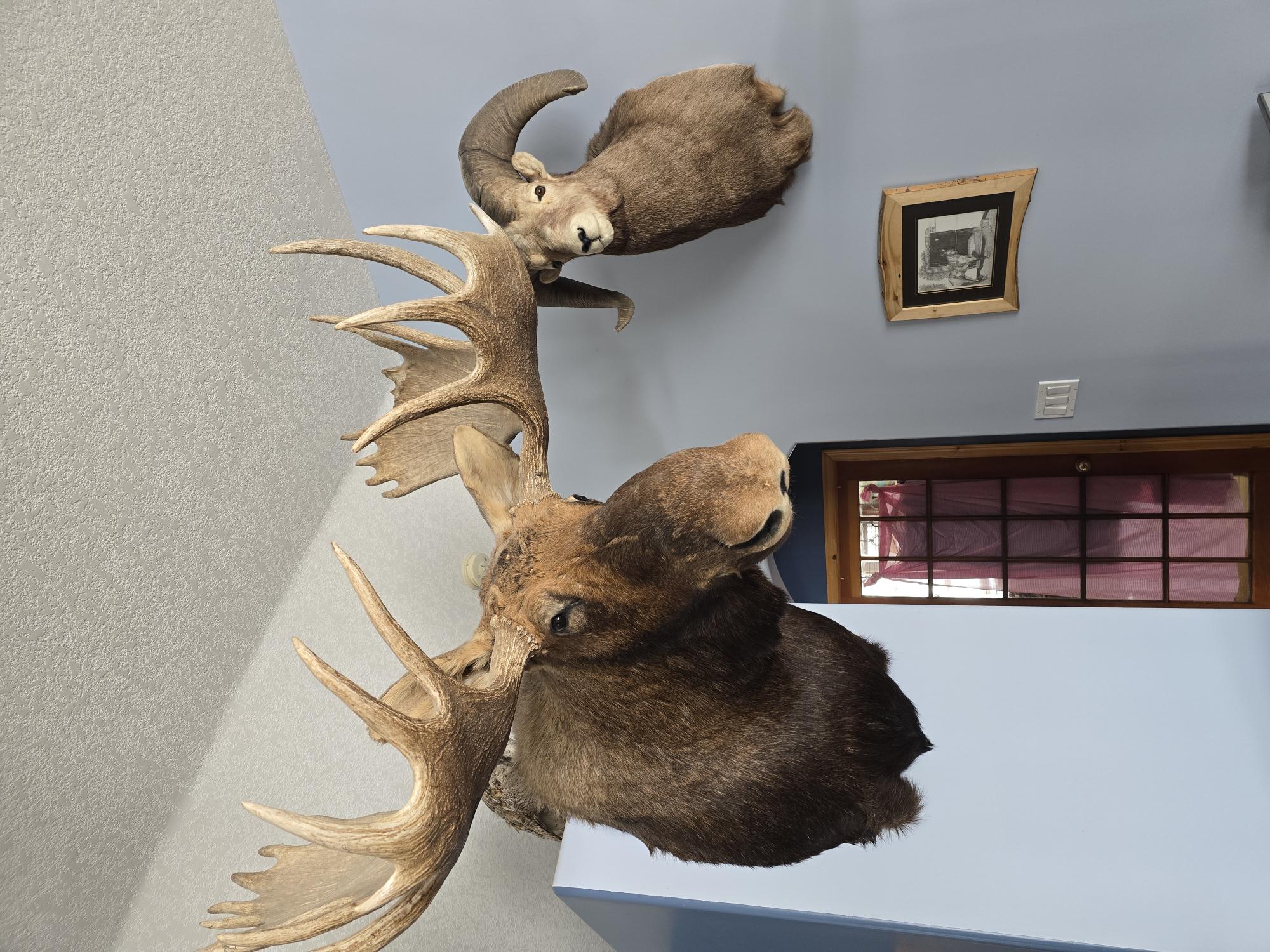 Ep 38- Taxidermy Tactics (Feat. ACL TAXIDERMY)