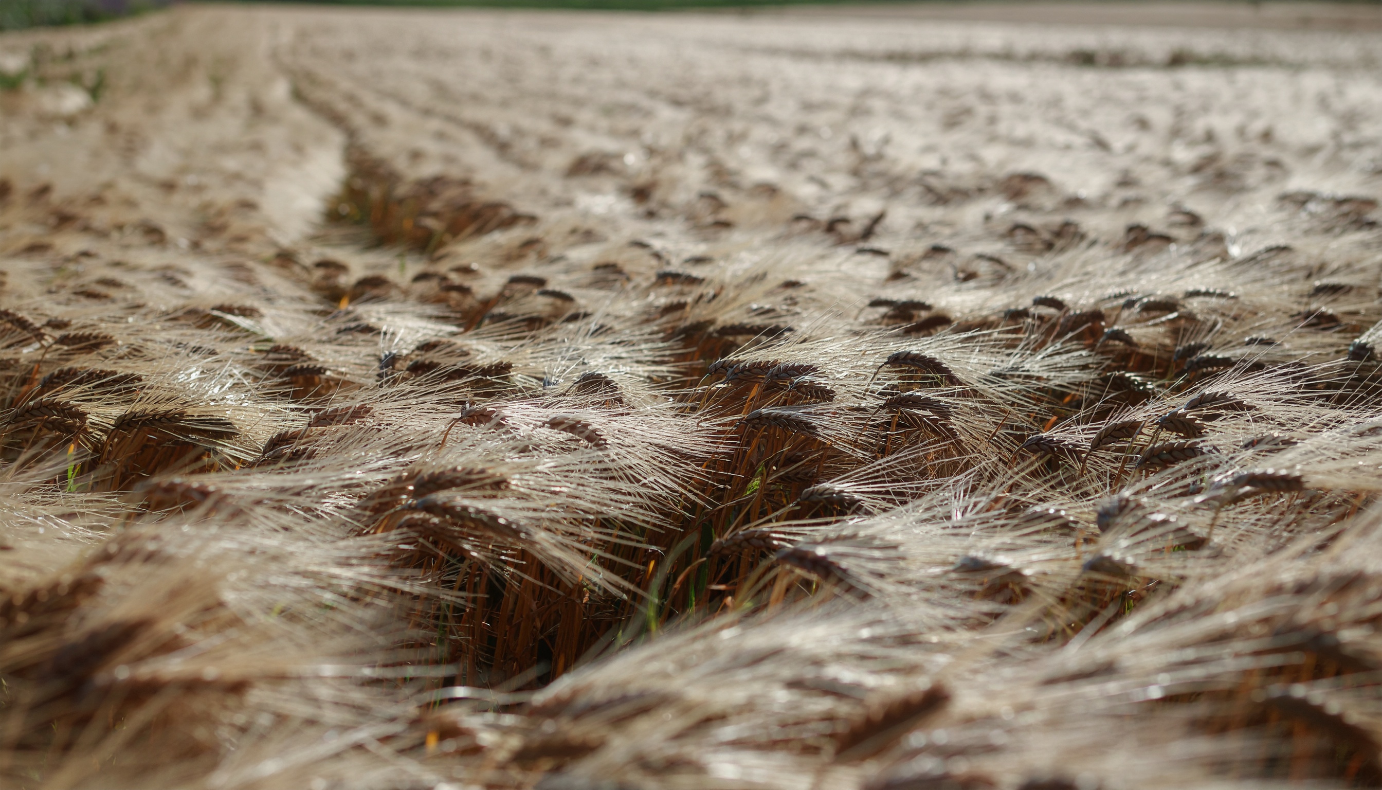 An den Future Märkten Getreidepreise absichern