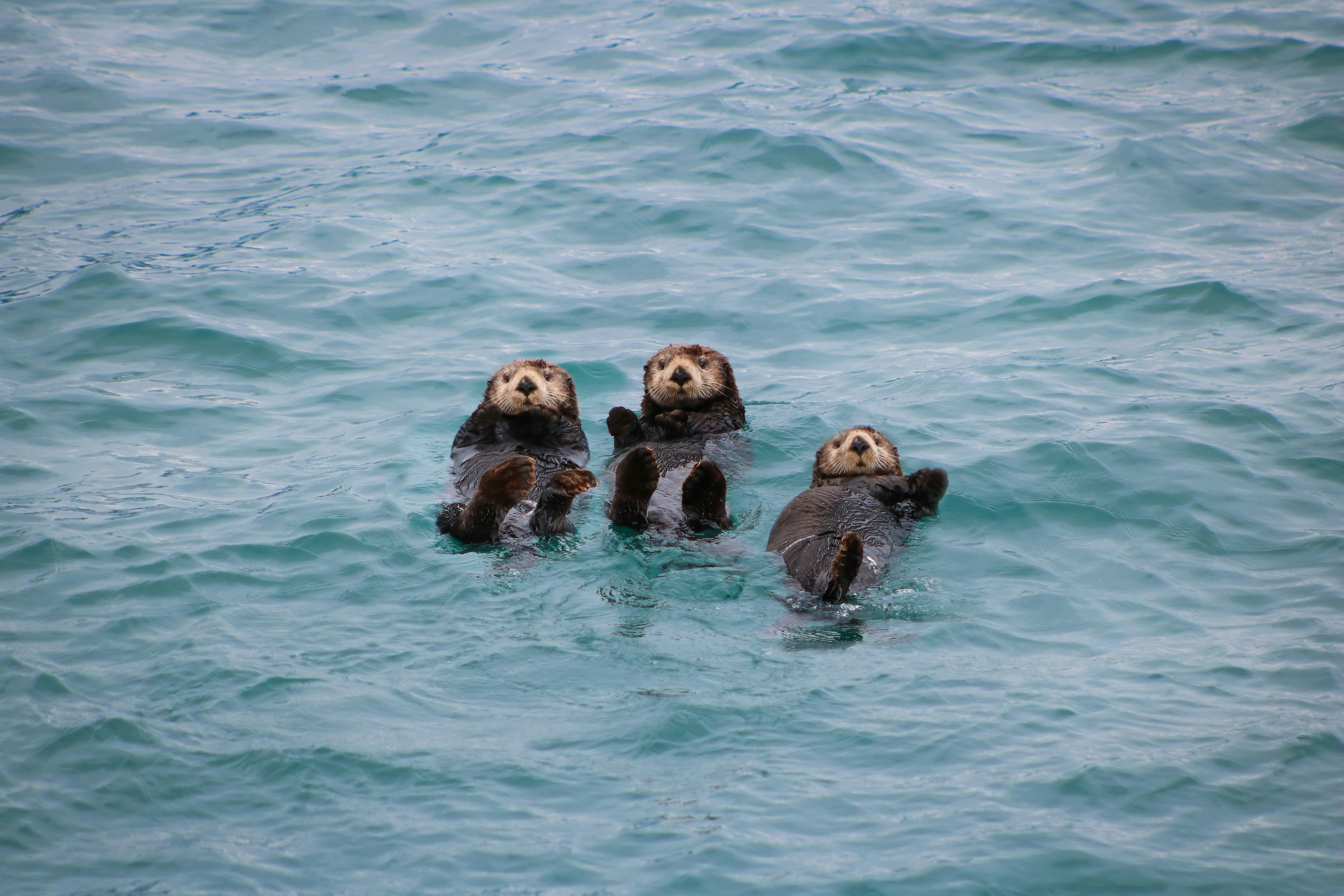 How Otters Came Back to Monterey Bay How Otters Came Back to Monterey Bay
