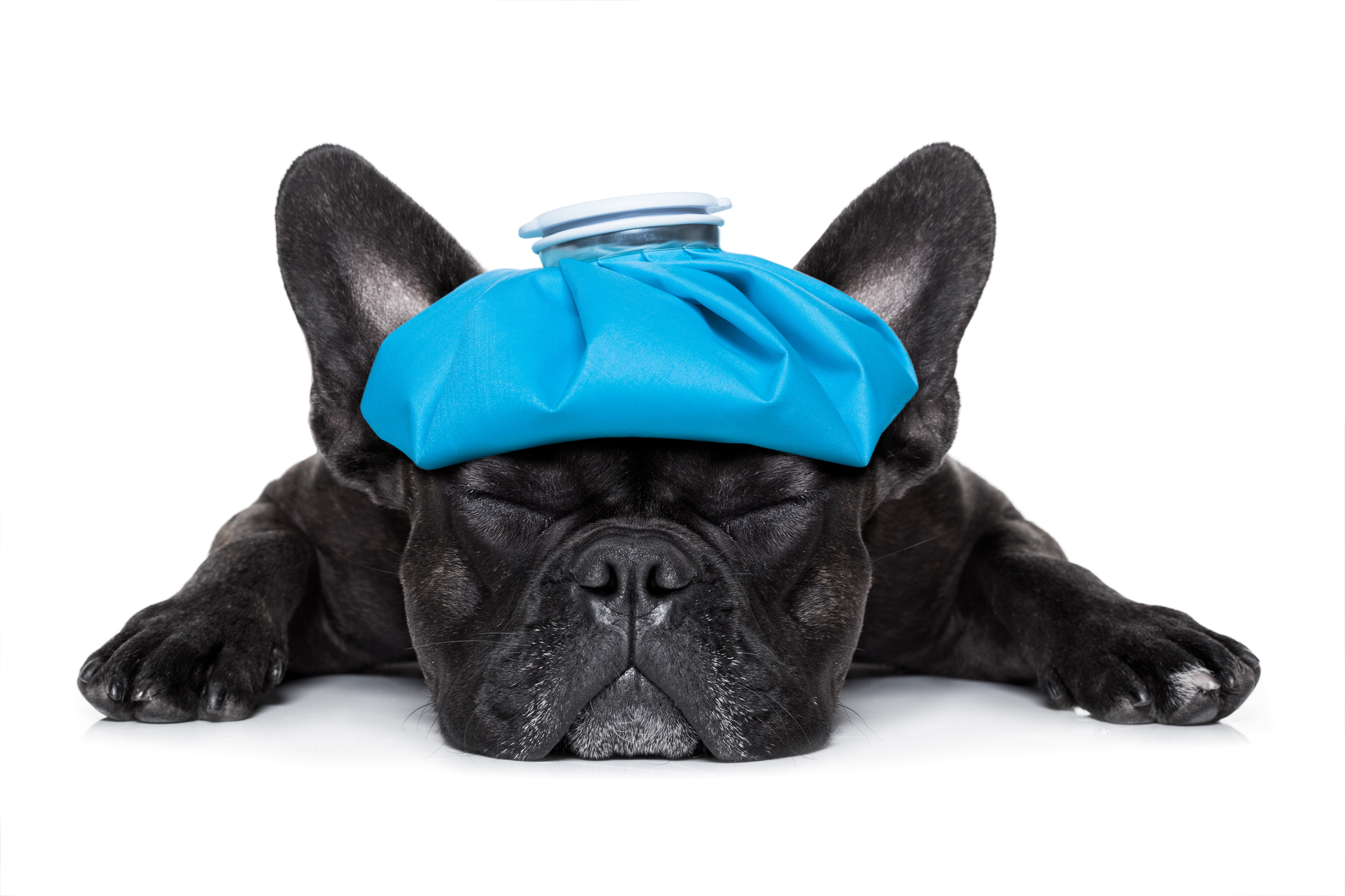 When Your Pet Is Sick: How to Avoid Bad Advice Online When Your Pet Is Sick: How to Avoid Bad Advice Online