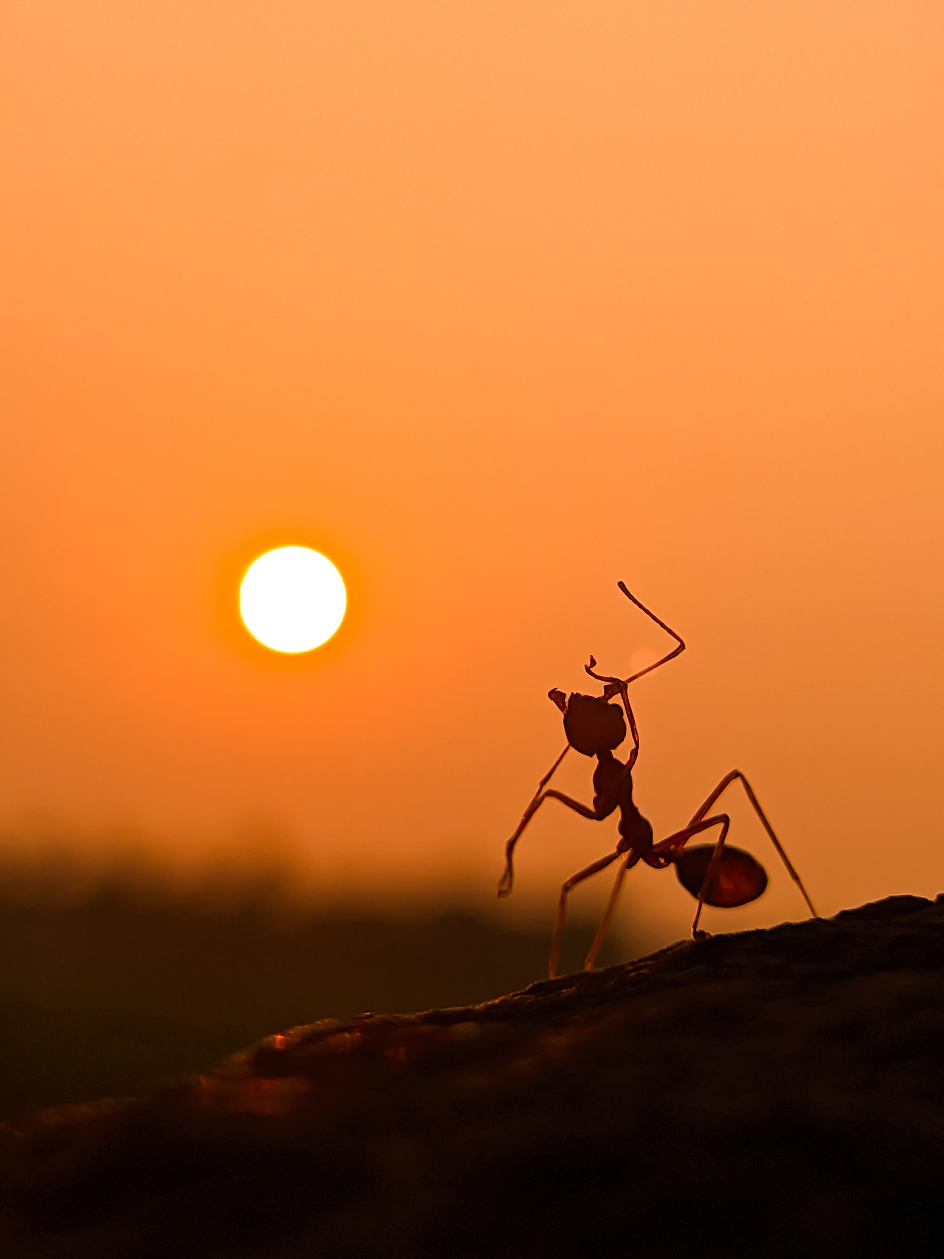 Be Like an Ant: A Lag BaOmer Message