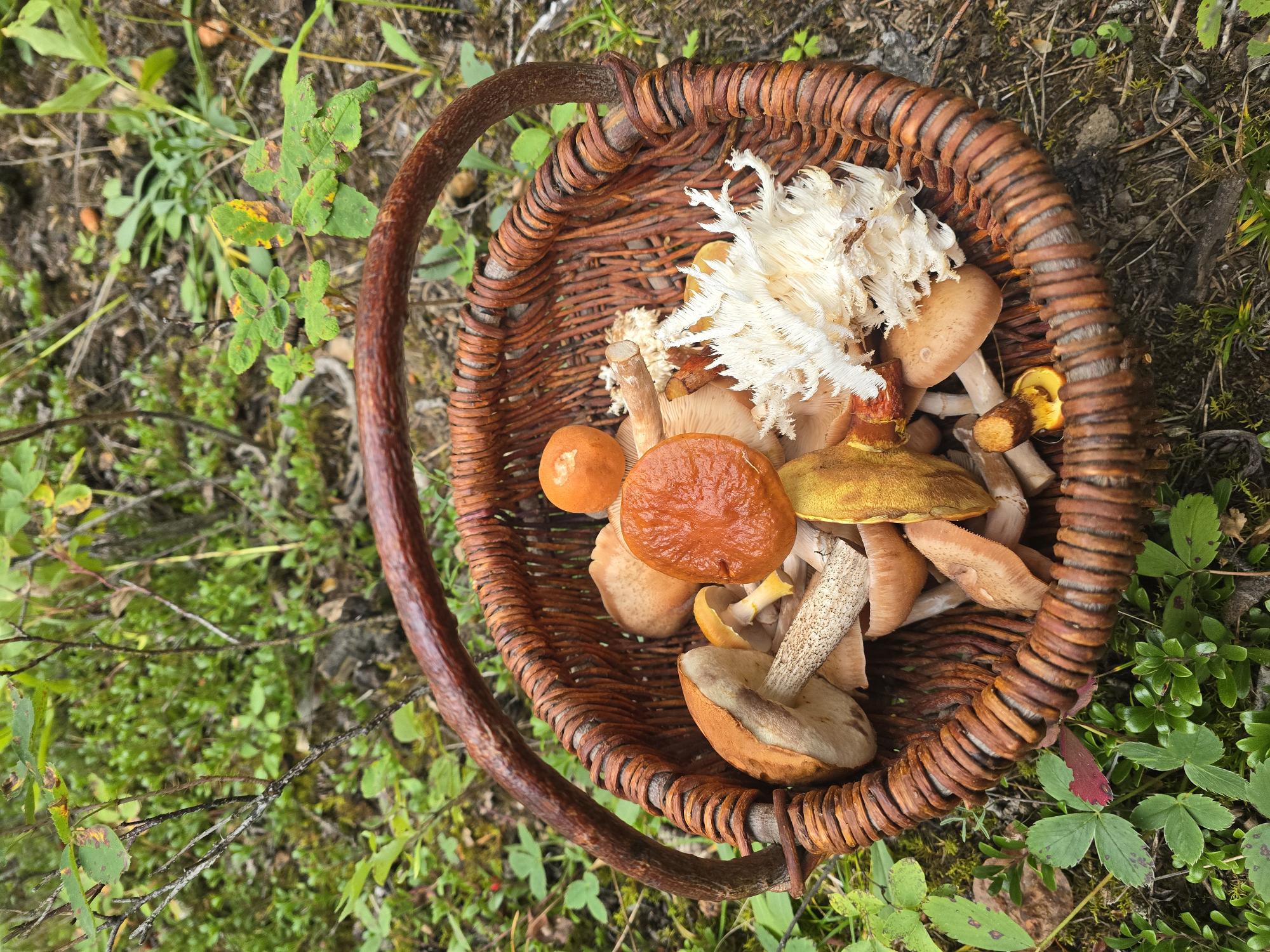 Ep 75- Hunting Mushrooms