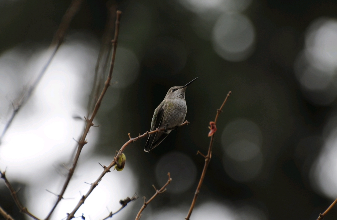 Ep 89- Christmas Bird Count (Feat. Beth MacCallum)