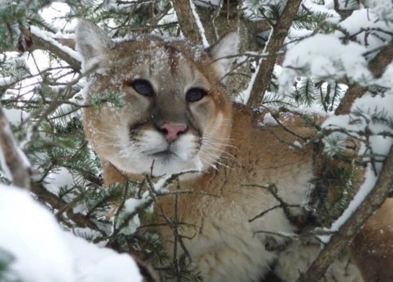 Ep 96- The Cougar Whisperer (Feat. JB)