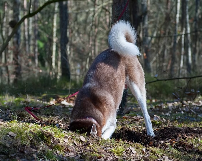Why Does My Dog Dig Up My Yard? Why Does My Dog Dig Up My Yard?