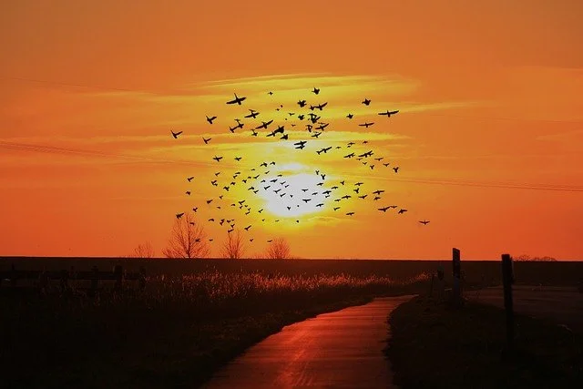 Ep 19: When Birds Make a Blip