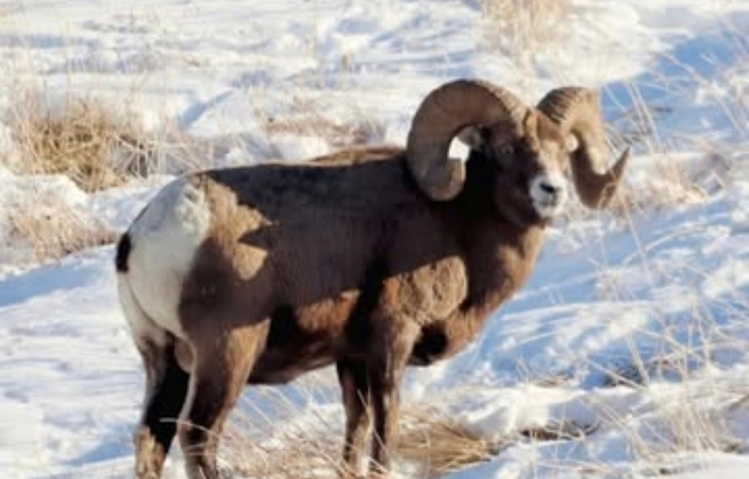 Ep 84- BIGHORN SHEEP of the Northern Rockies (Feat. Paul Chambers)