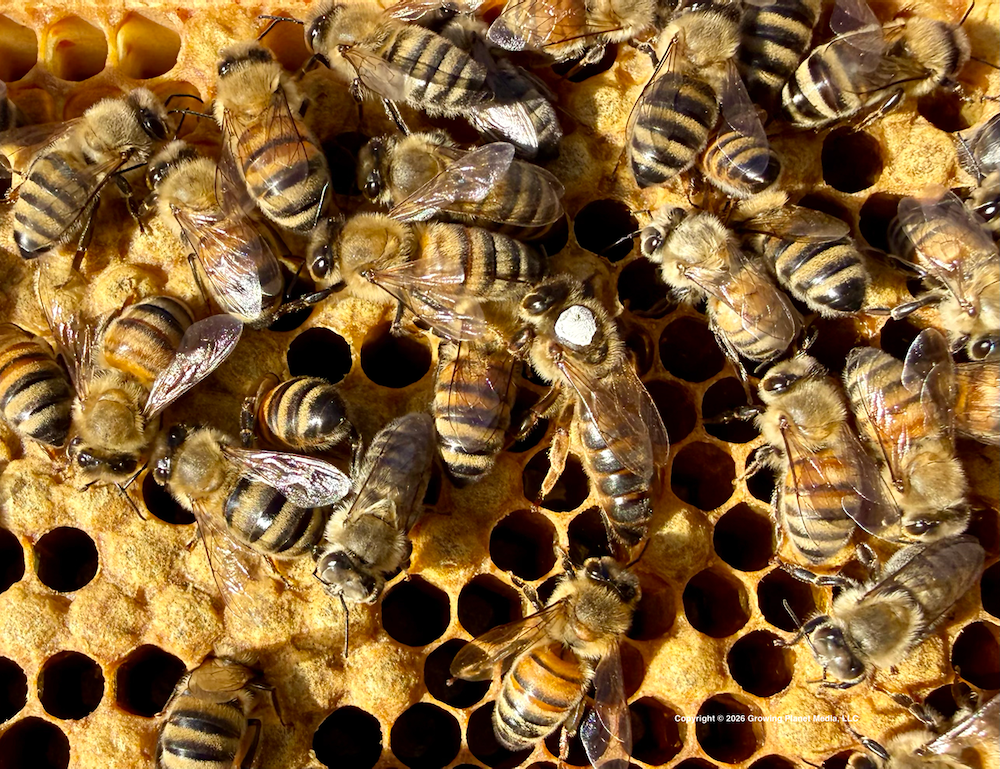 The Queen Behind the Colony: Why Honey Bee Queens Matter More Than Ever