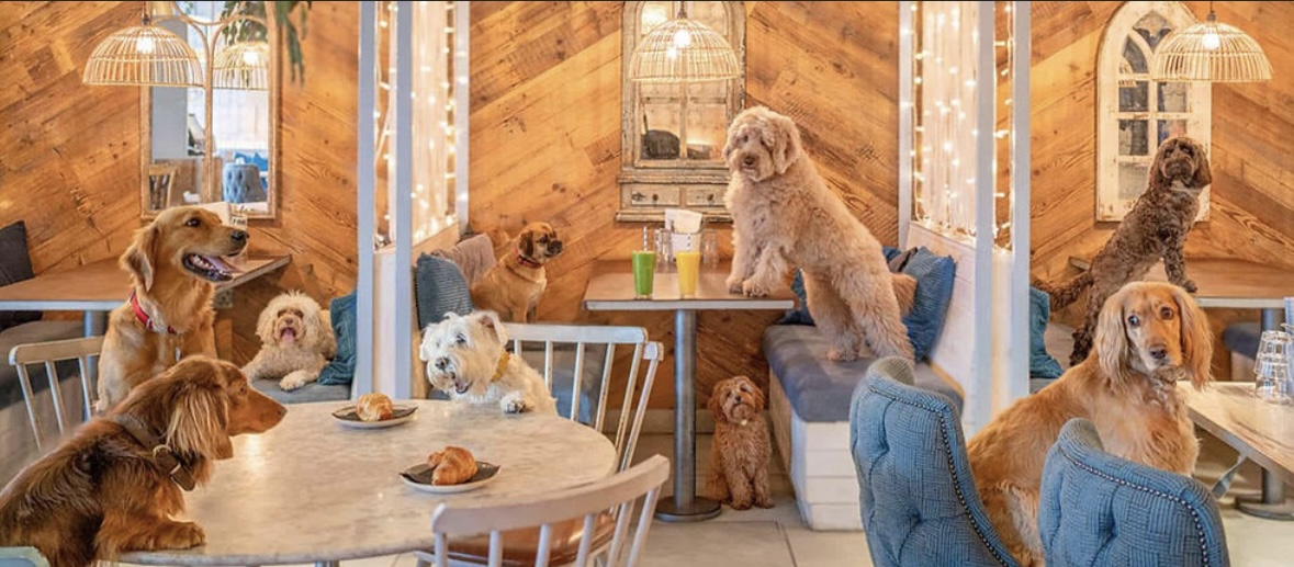 Oh, What a Week—Lincoln Park’s Going To The Dogs