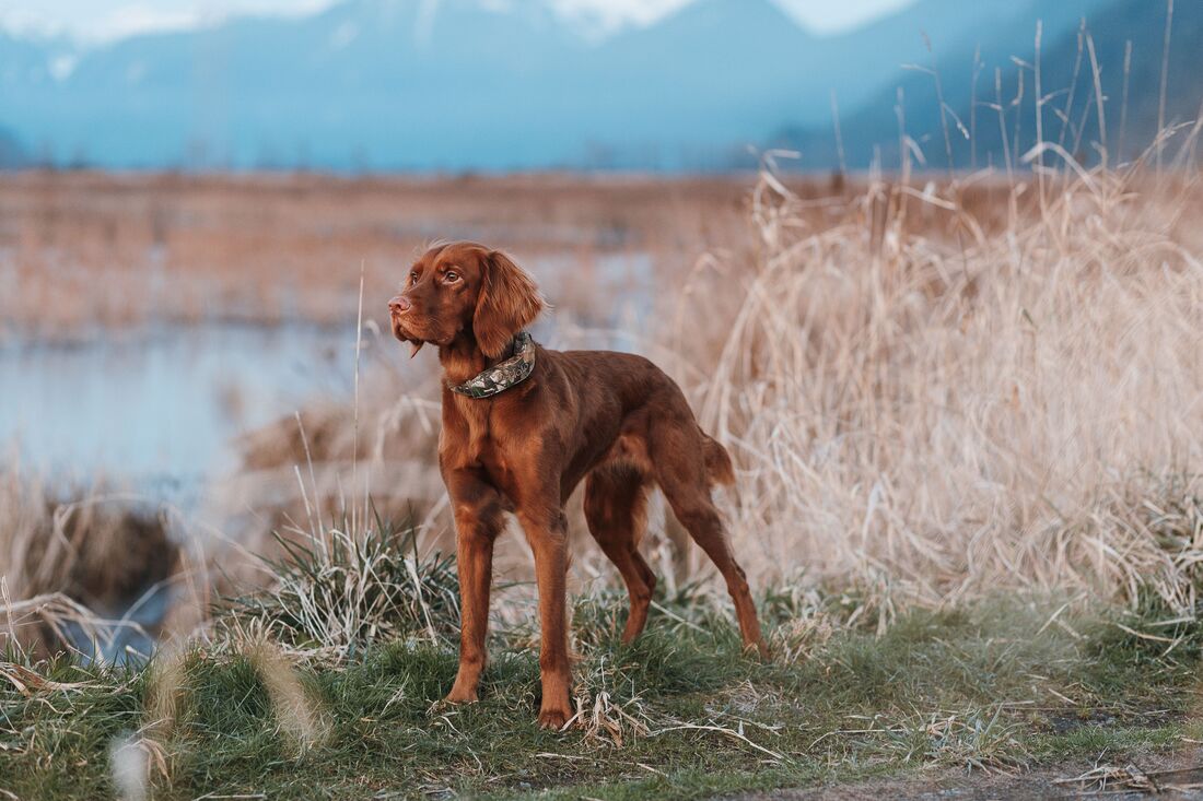 HALO COLLAR AND REALTREE UNITE TO BRING SAFETY AND STYLE TO LIFE OUTDOORS