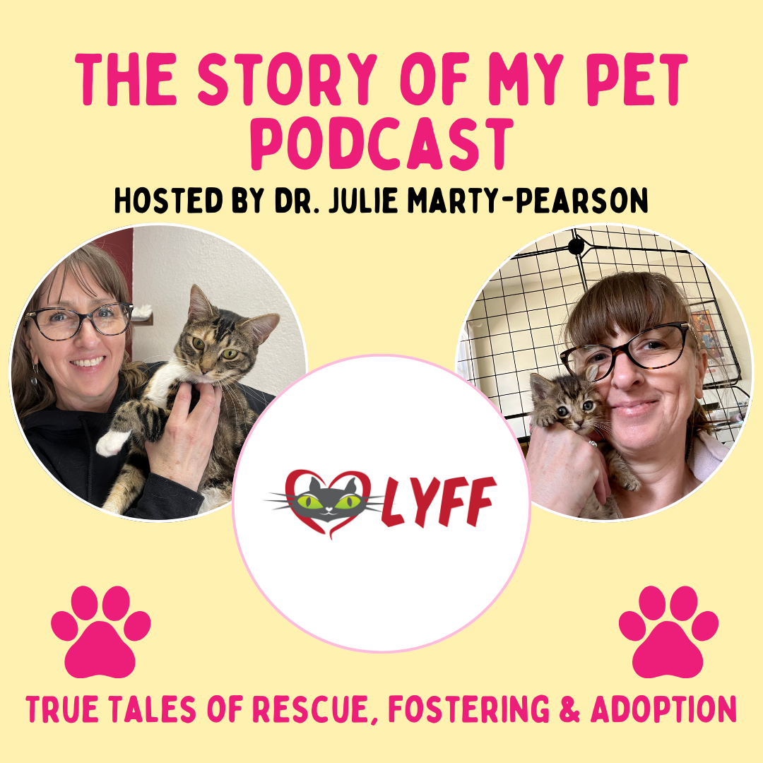 Beyond Fostering: Creative Ways You Can Help Cat Rescues