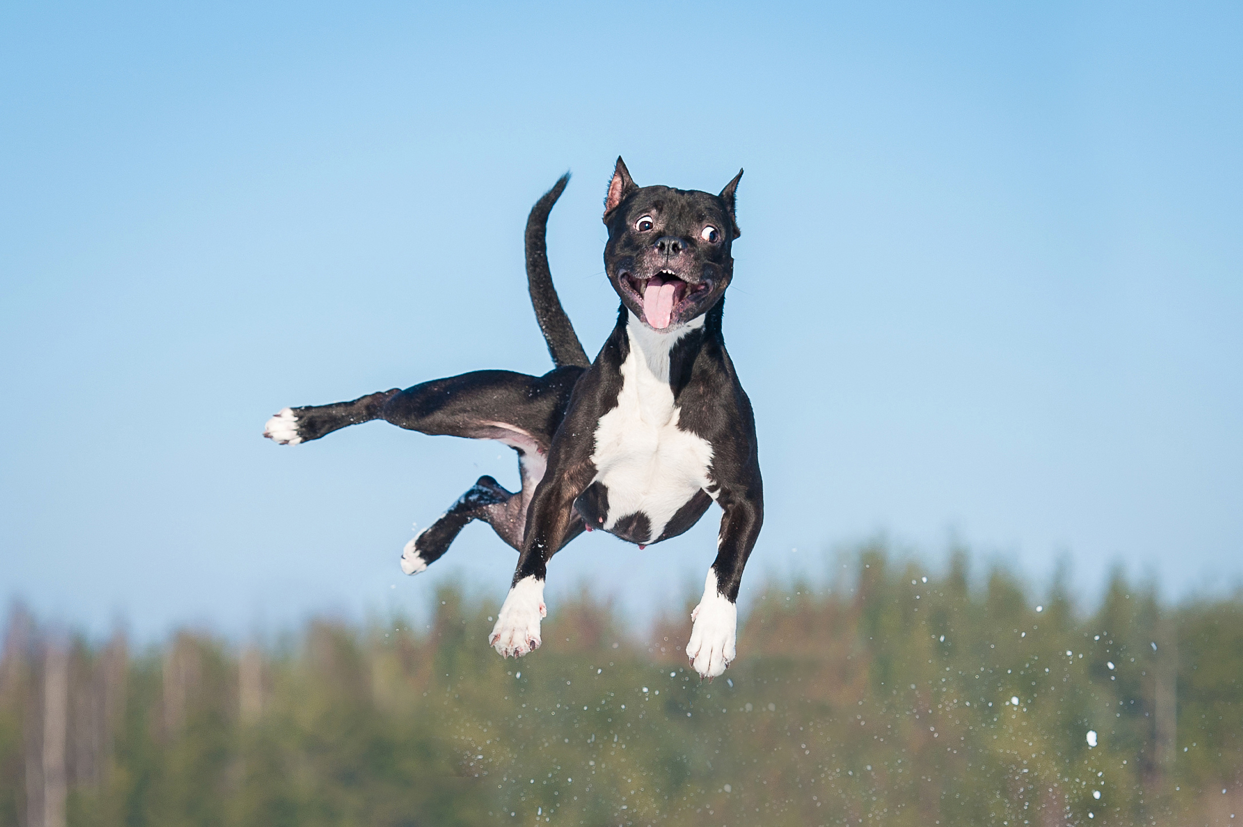 Is it time to hire a dog trainer? Signs you need professional help.