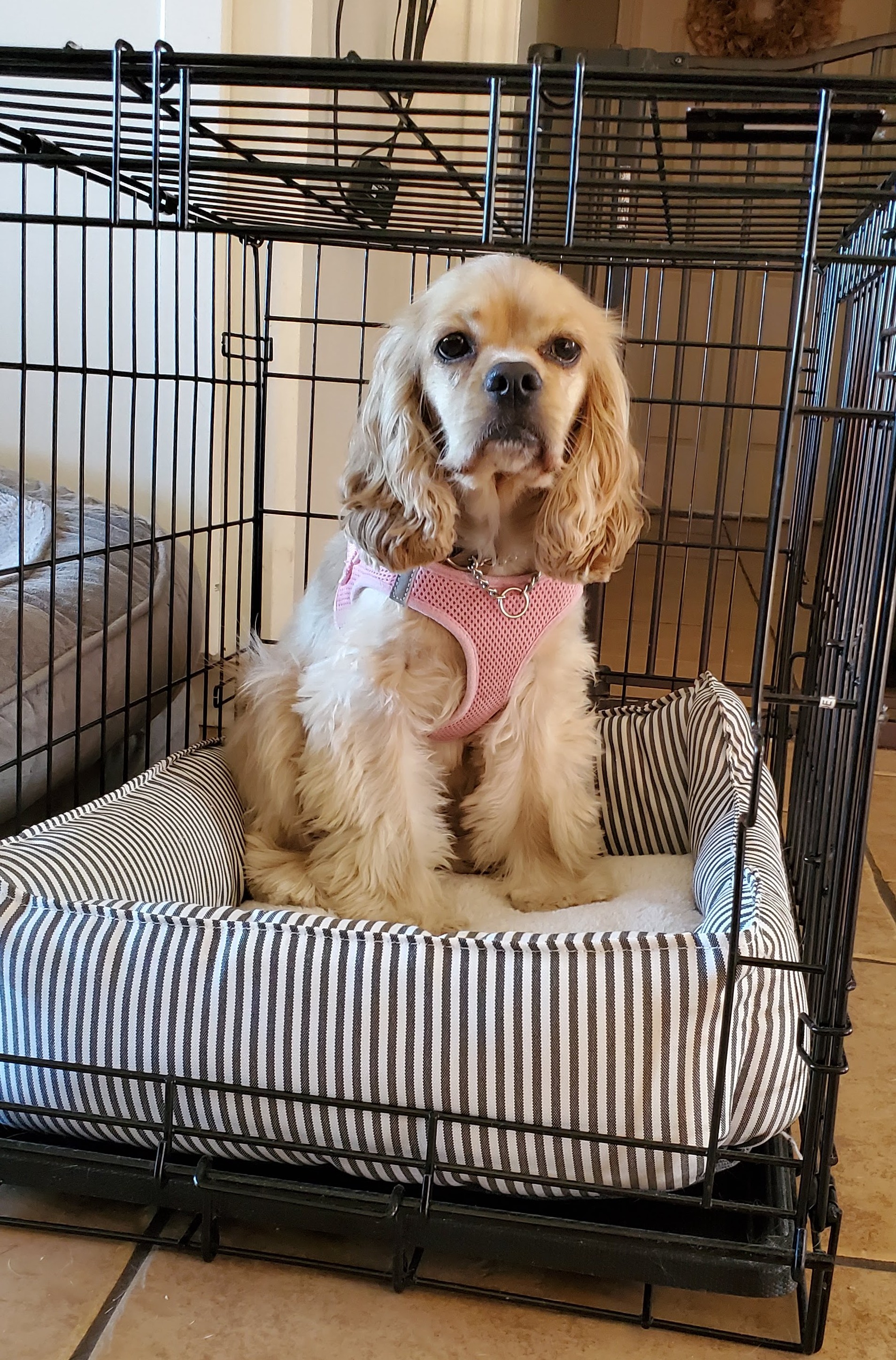 Beyond House Training: The Unexpected Benefits of Crating Your Dog