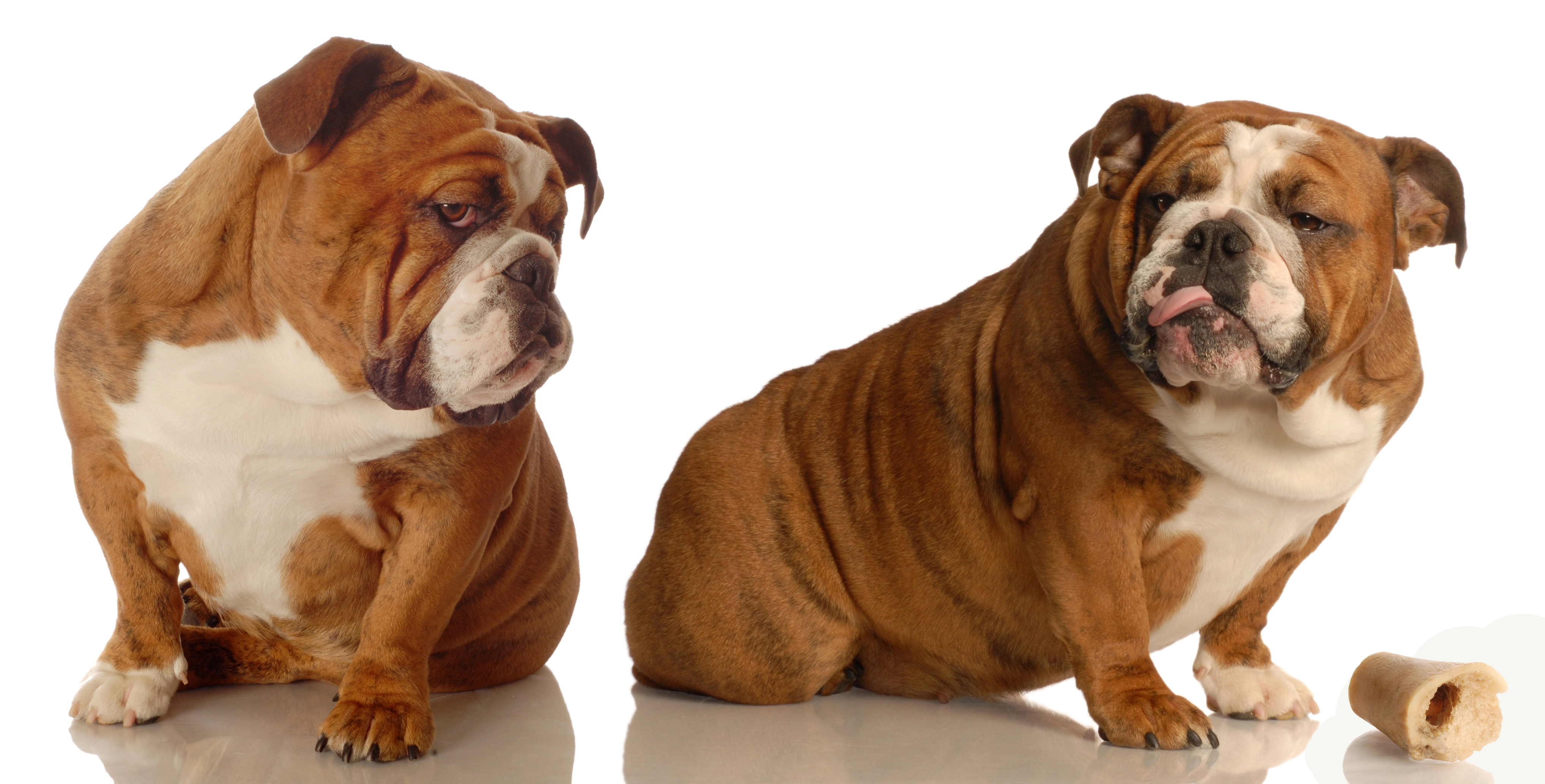 The 'Three-Part Filter': Your Essential Checklist Before Getting a Second Dog The 'Three-Part Filter': Your Essential Checklist Before Getting a Second Dog