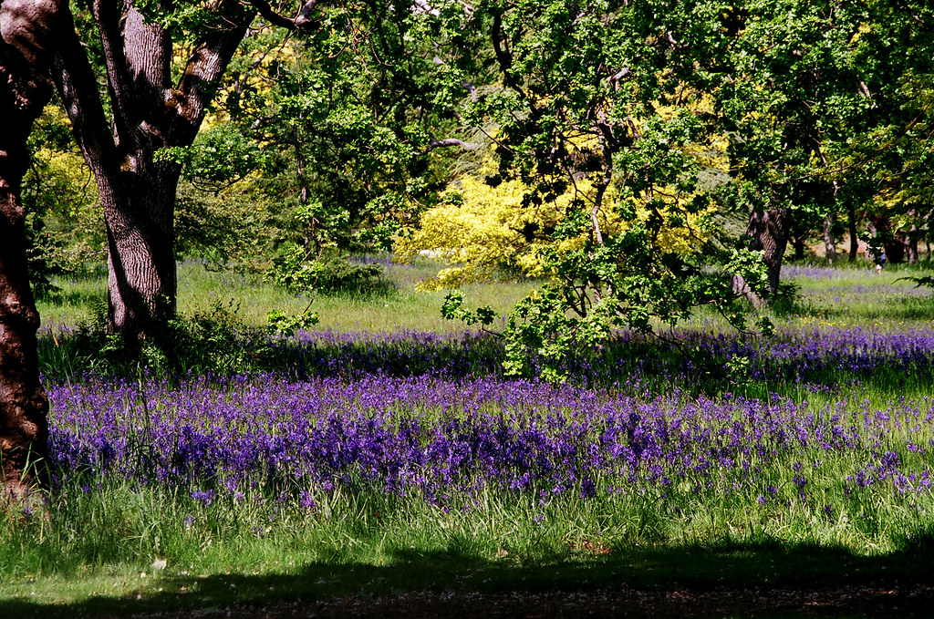 Beacon Hill Park: A Traditional Camas Field and Indigenous Foodscape