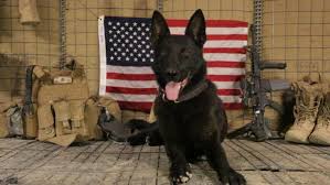 #JE SUIS CHIEN: OUR CANINE HEROES
