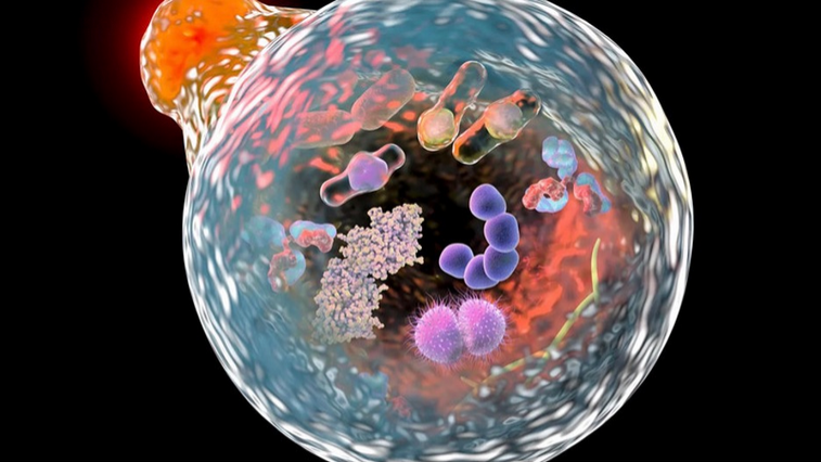 Autophagy Enables the Body to Naturally Clean and Repair Itself Autophagy Enables the Body to Naturally Clean and Repair Itself