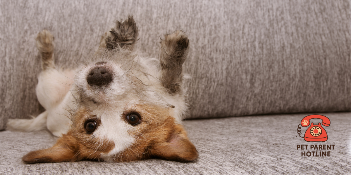 Why Your House Still Smells Like Pets (and How to Fix It for Good)