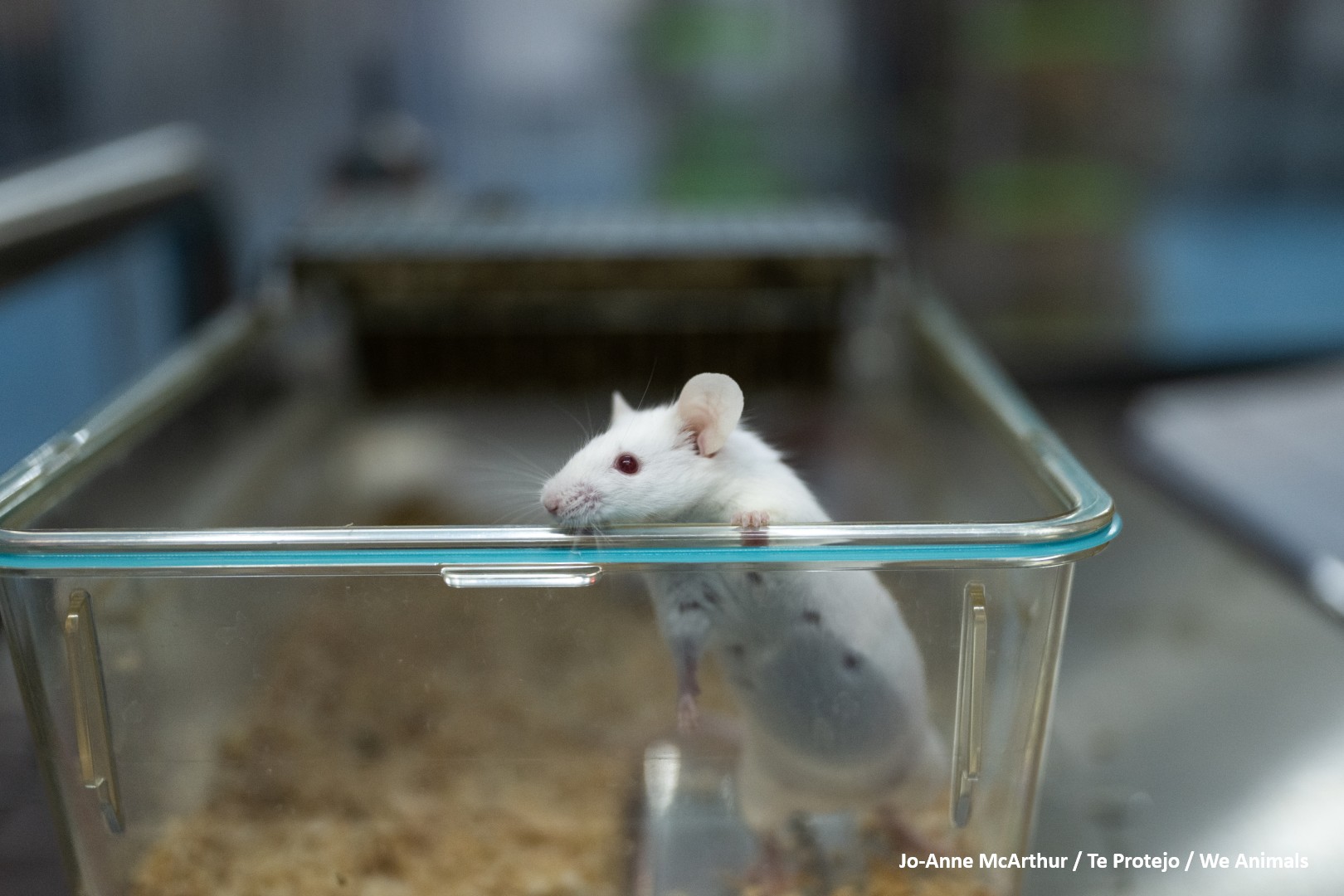 Your Money is Wasted because Mice are Too Cold