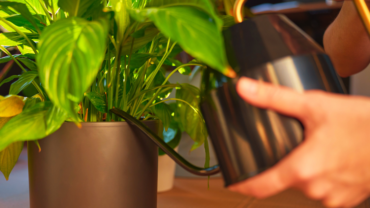 Watering the Indoor Houseplants: A Quiet Rhythm of Care and Attention