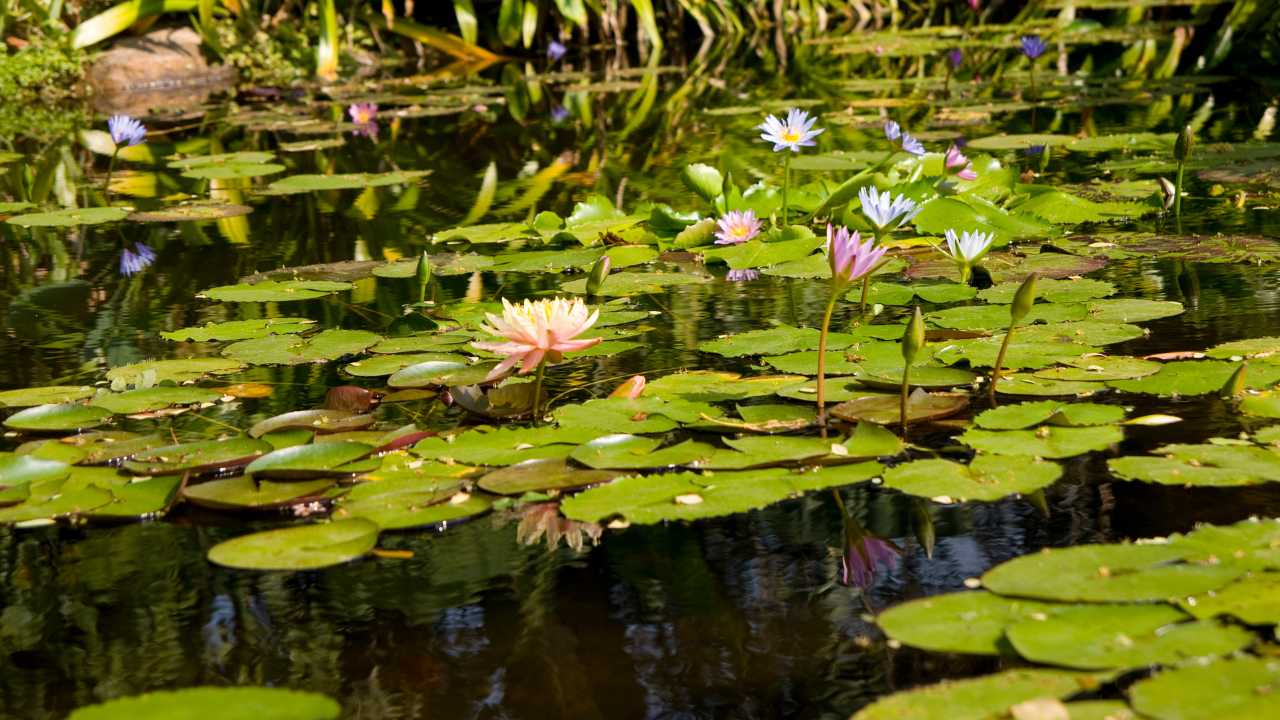 A Walk Around the Duck Pond | Finding Peaceful Nature in Busy Places