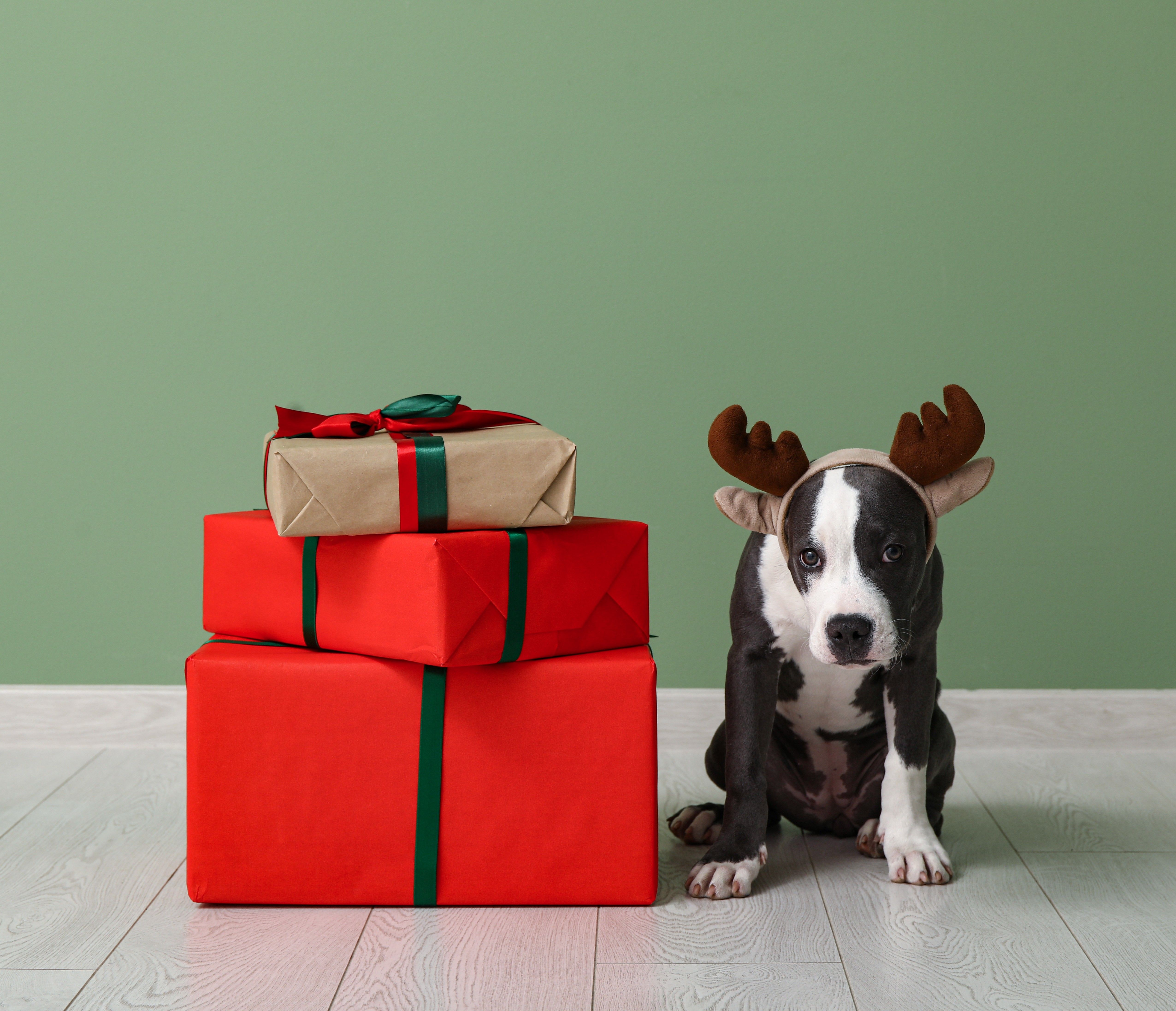 Holiday Hazards That Could Harm Your Pet: What to Watch For and How to Respond