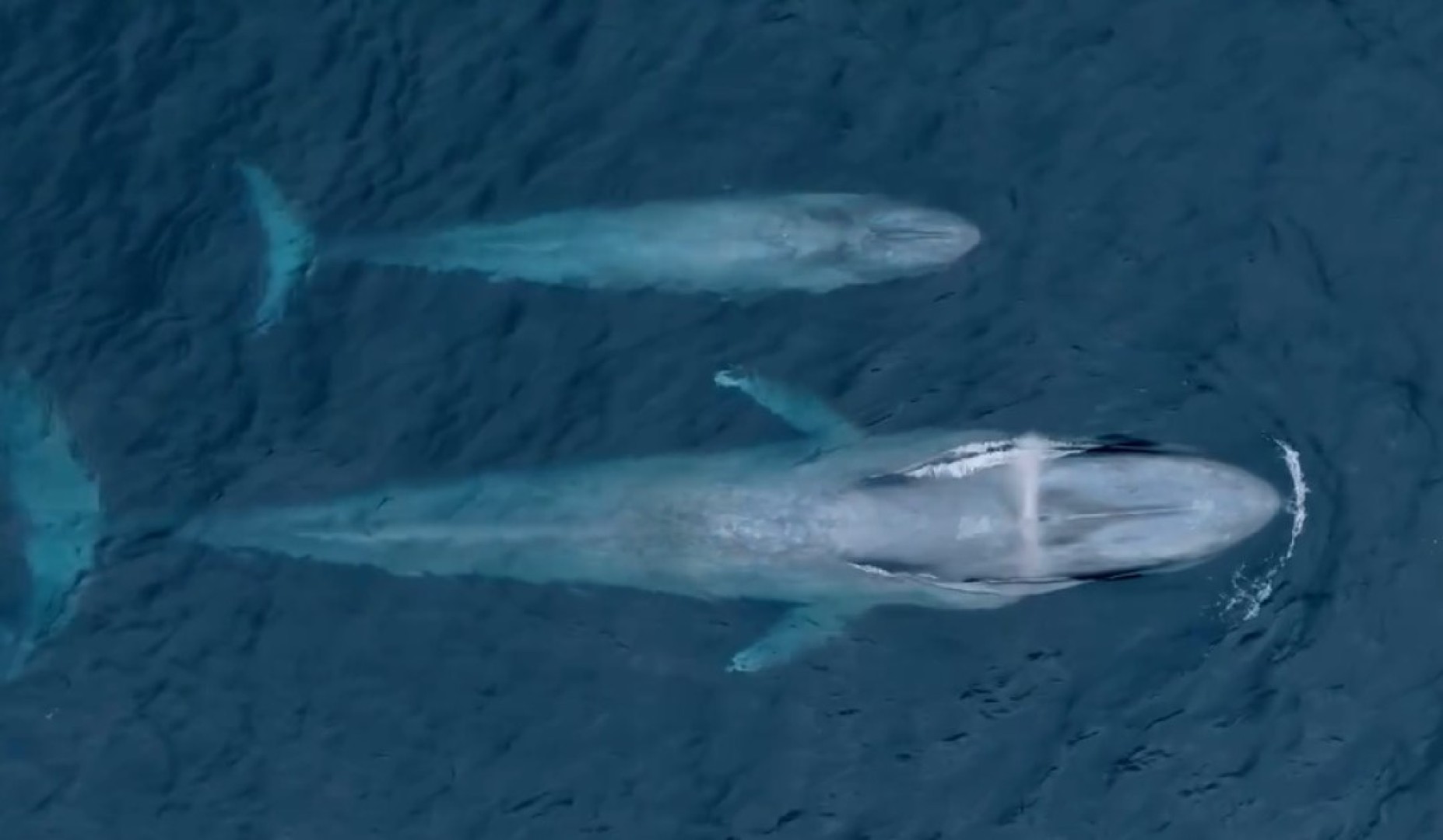 The Women and the Whales