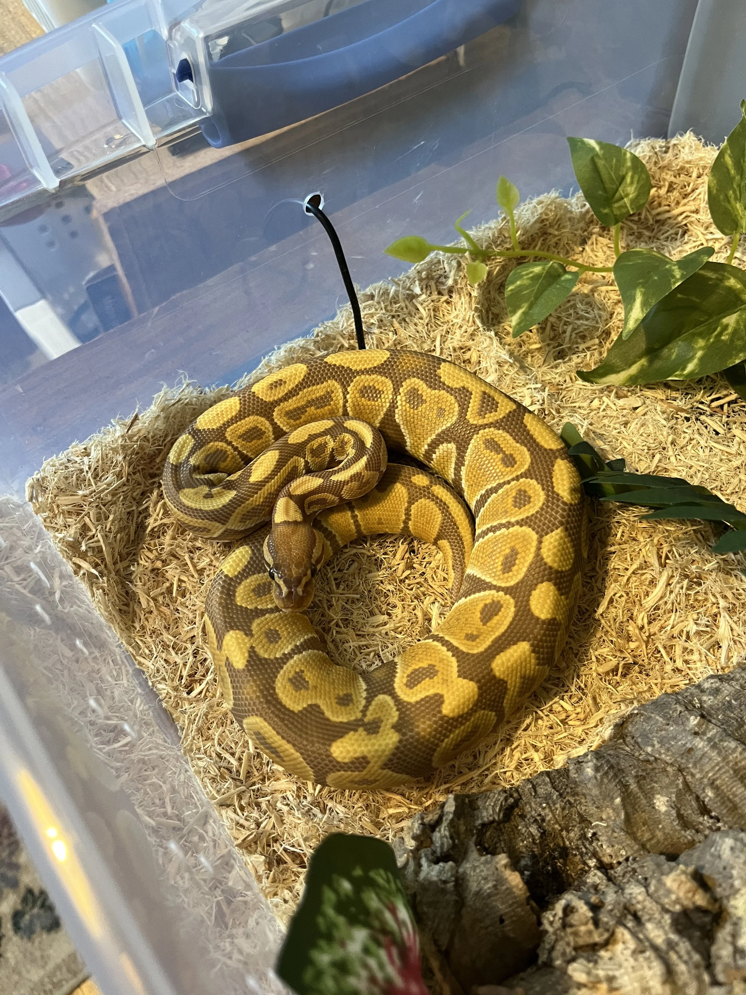 Ep 60: Shedding the Old