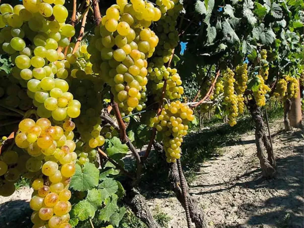 Liquor Industry News 05-09-25