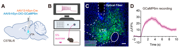 Figure 3. AAV13 can be used for functional monitoring.  