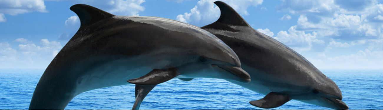 Dolphins