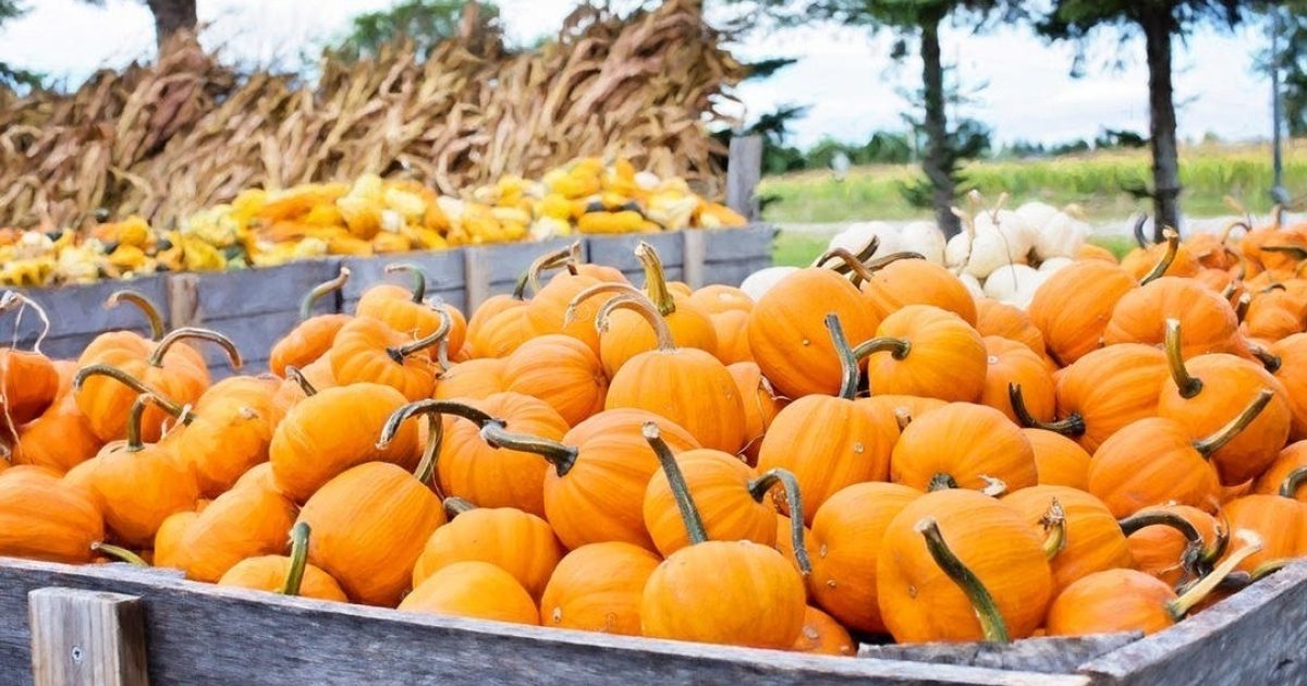 Halloween Happenings in Stockton, California Visit Stockton