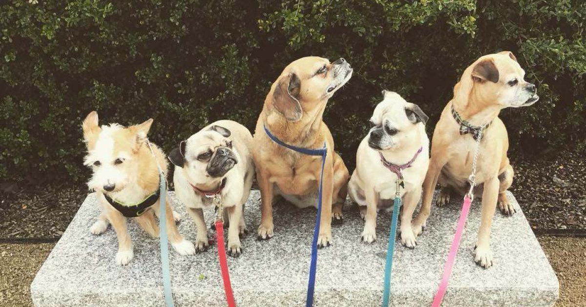 Your Guide to PetFriendly Travel in Stockton, California Visit Stockton