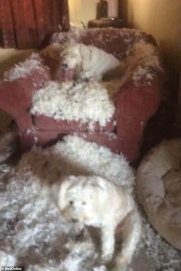 La culpable Ramona se sienta en la silla arruinada mientras su cómplice Flo descansa en un lecho de plumas en la casa de Walton on the Naze, Essex