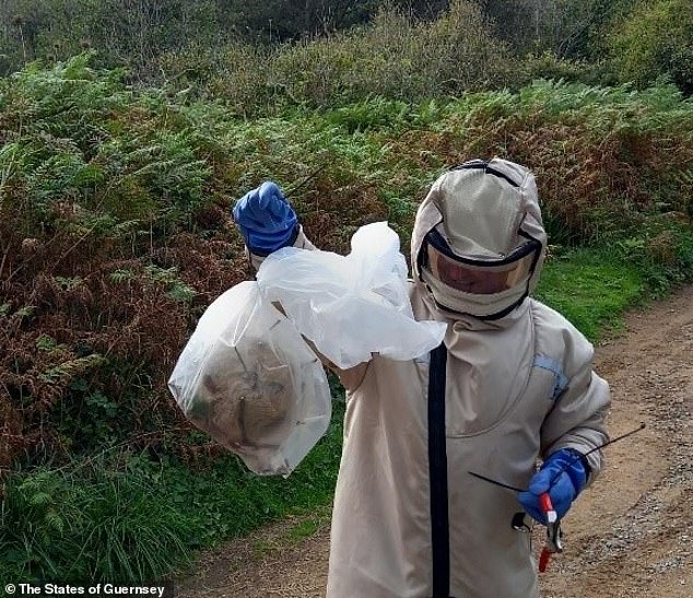 El nido fue encontrado entre zarzas en una playa de Herm, lo que llevó a los exterminadores especialistas del Equipo Guernsey Asian Hornet especialmente formado a luchar para eliminarlo (en la foto)