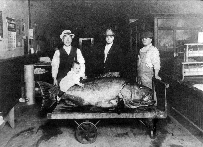 Japanese Fishermen with a Big Sea Bass