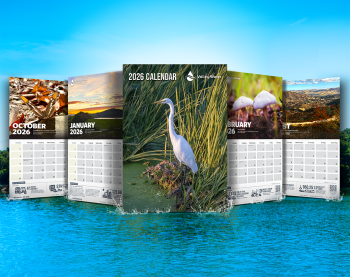 2026 calendar graphic