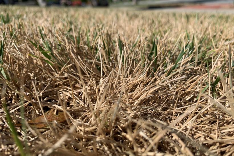 Santa Clara County residents are being encouraged to let their lawns go brown