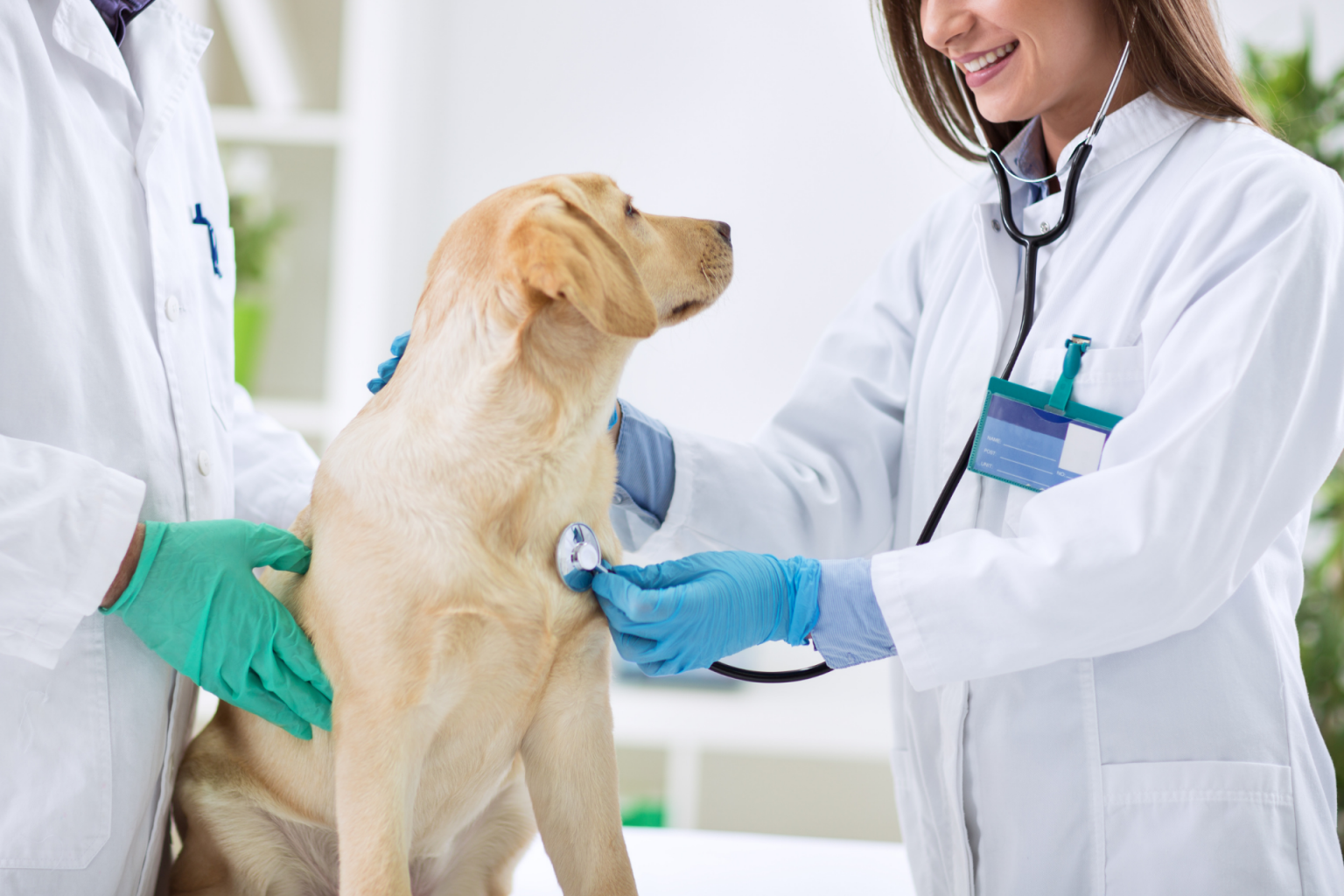 Veritas News Network How To Check A Veterinarian License (In 5 Steps