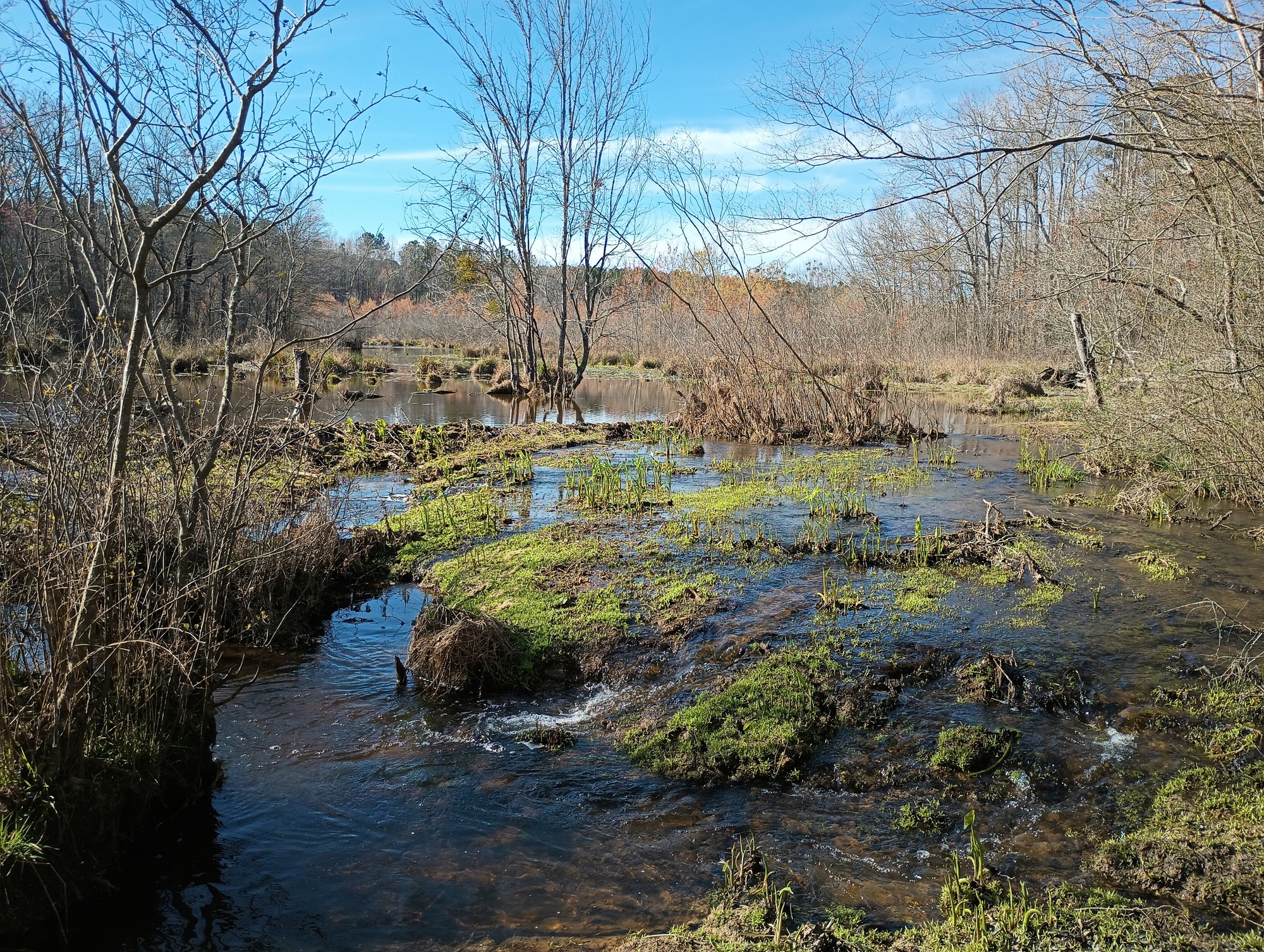 a creek flows across rocks in a wooded area