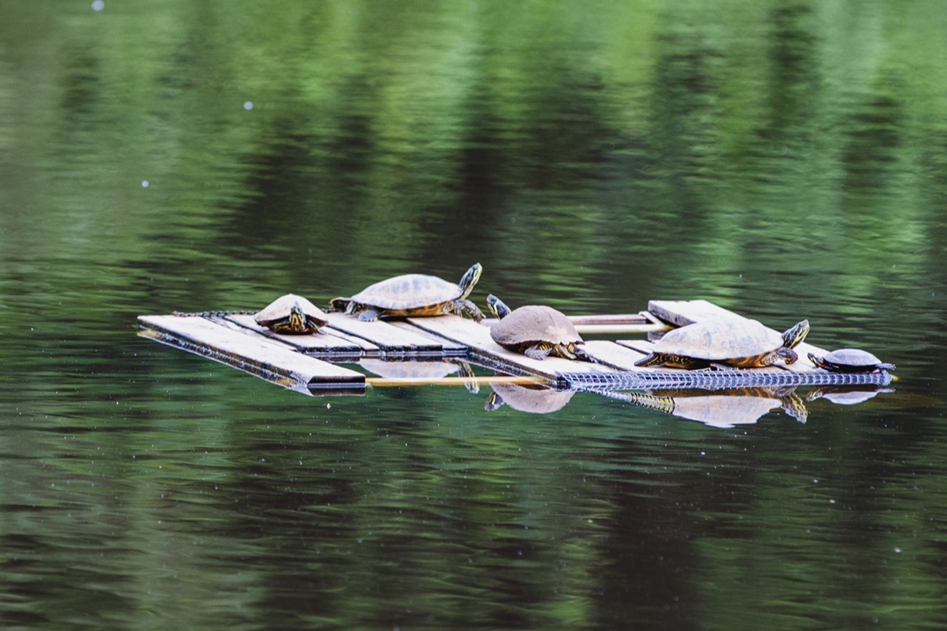 crowder park turtles