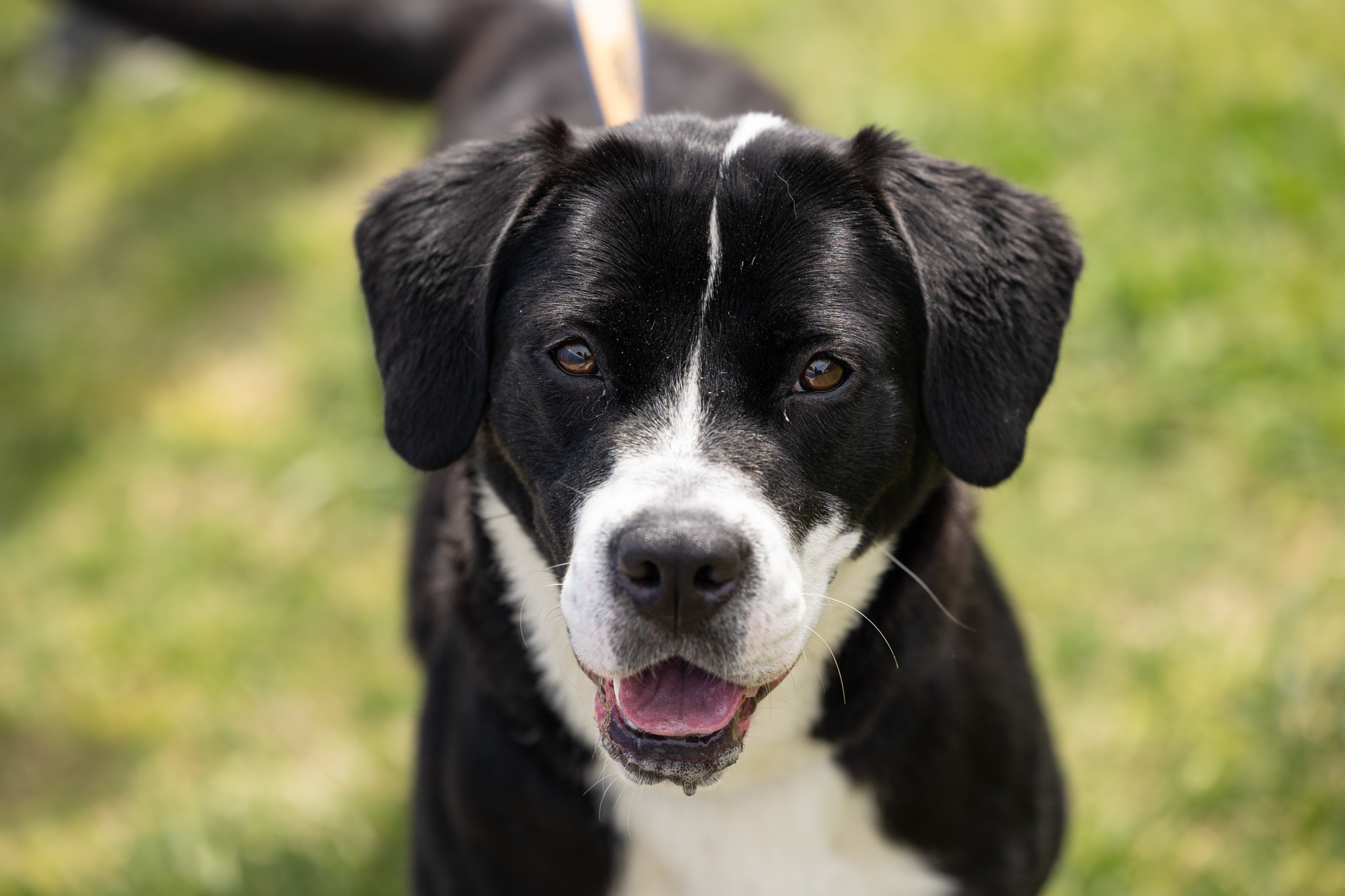 Wake County Animal Center celebrates National Rescue Dog Day with