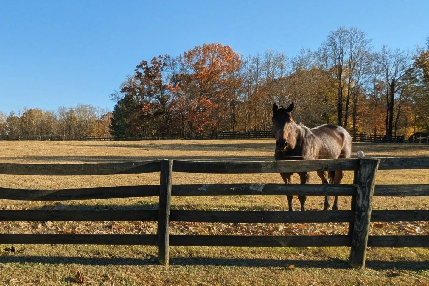 Horse behind fence in Nuese North area