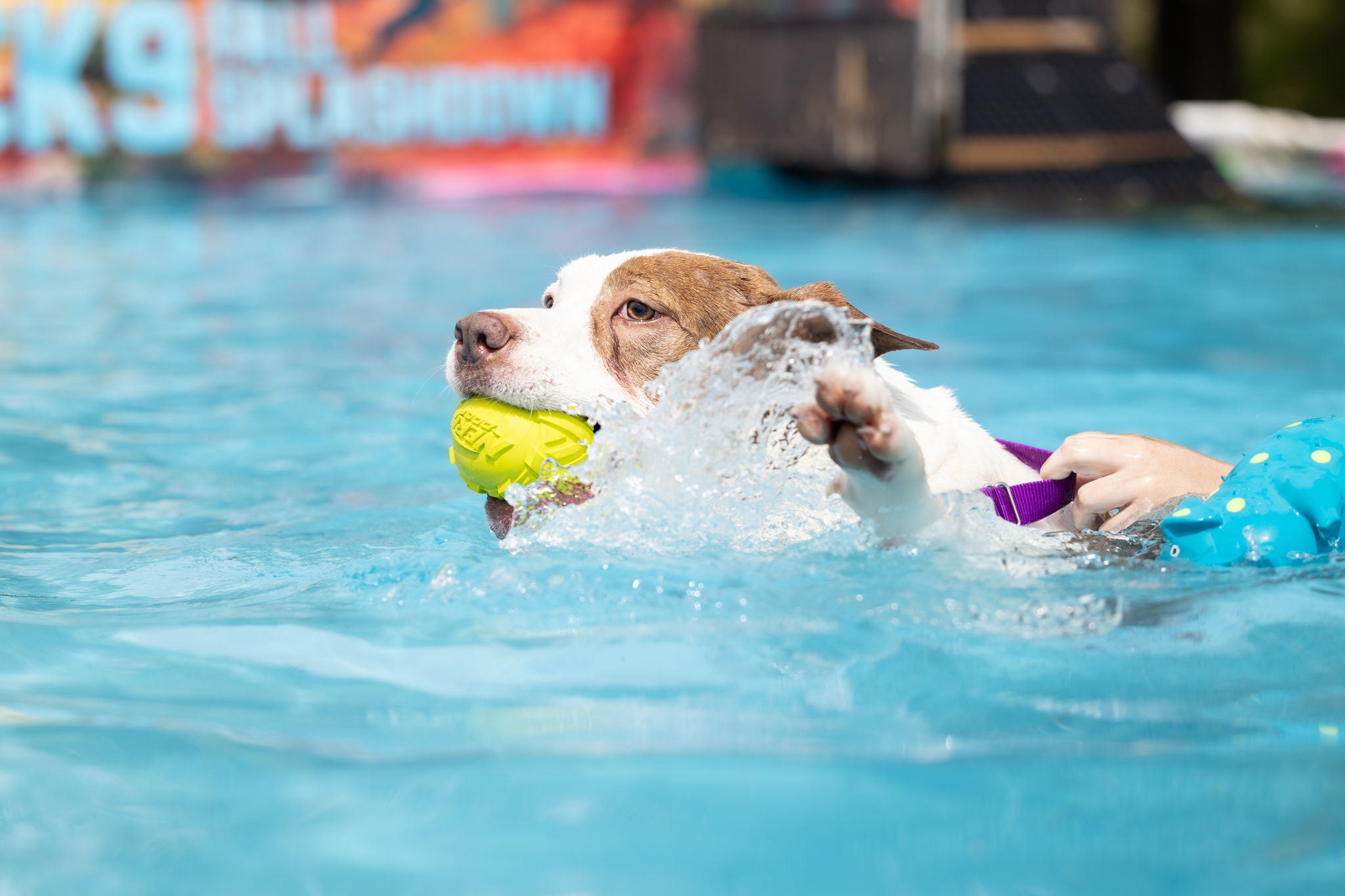 Splash into fun and find a furry friend! | Wake County Government