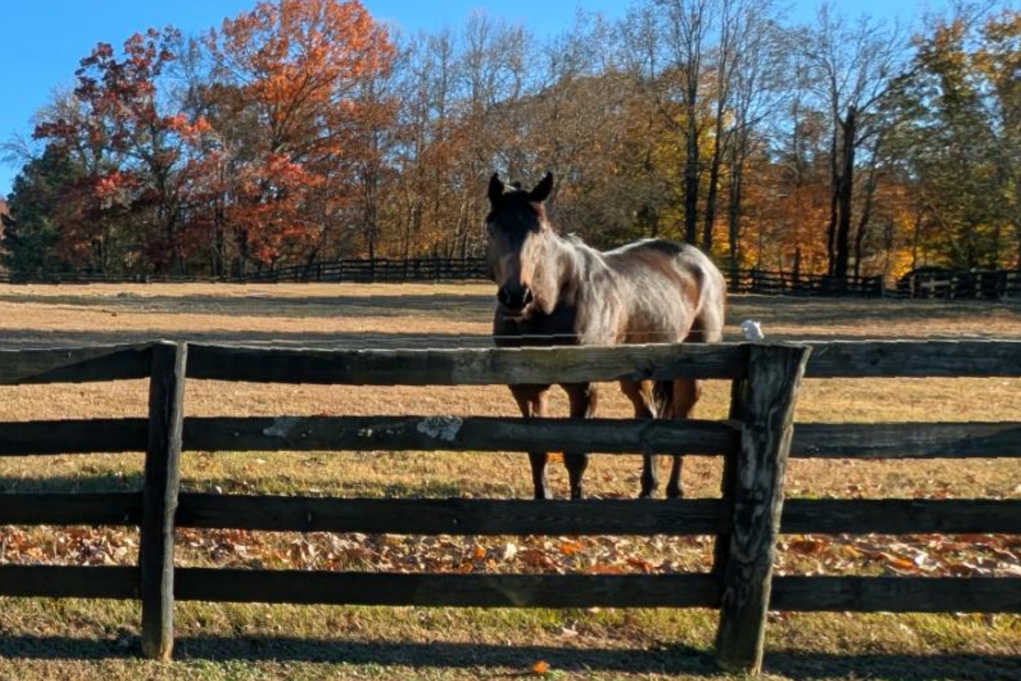 Horse standing in a field near a fence
